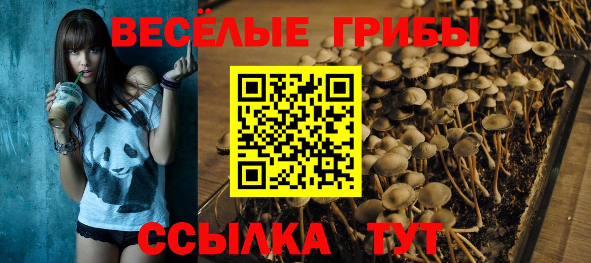 Псилоцибиновые грибы Cubensis  Вход с VPN  Кировск  Псилоцибиновые грибы GOLDEN TEACHER 